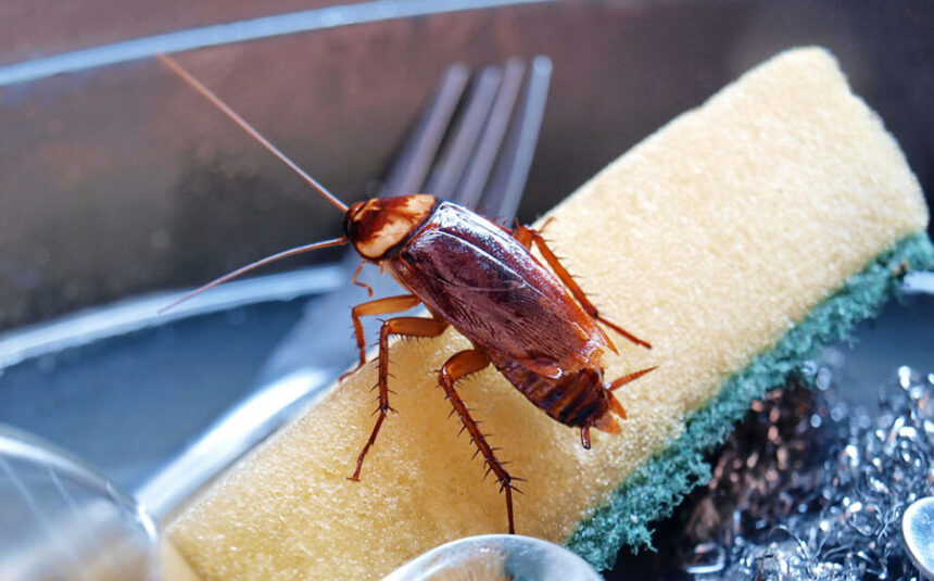 5-erreurs-fréquentes-en-cas-d’invasion-de-nuisibles-(et-comment-les-éviter)