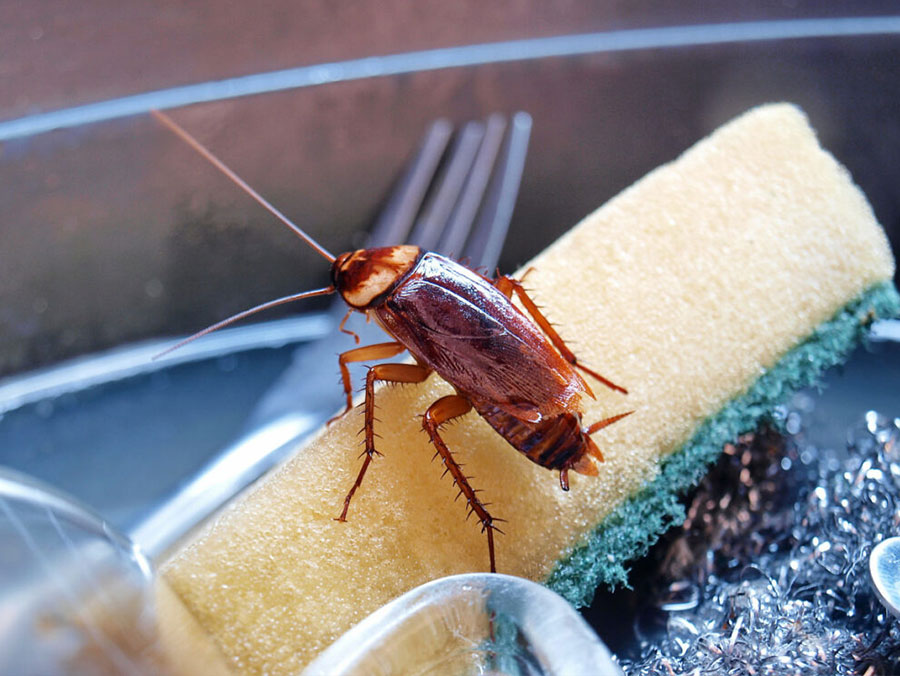 5-erreurs-fréquentes-en-cas-d’invasion-de-nuisibles-(et-comment-les-éviter)