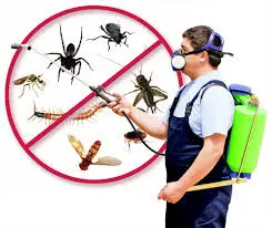 PlagasCero – Expertos en fumigación y control de plagas en Ciudad Quesada, Alicante y alrededores