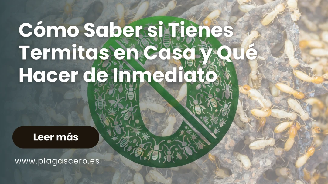 Cómo saber si tienes termitas: señales y soluciones rápidas 2025