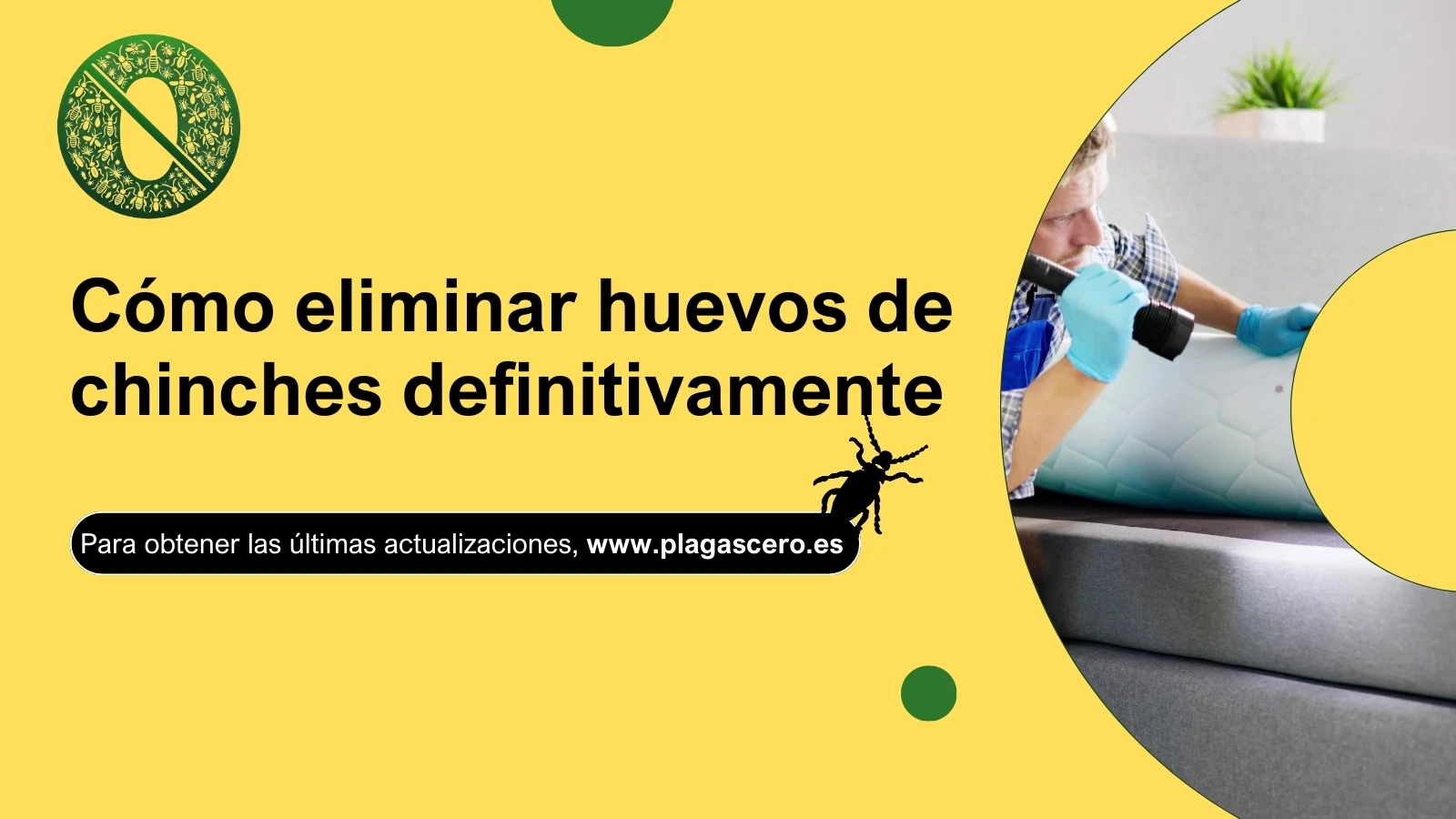 Cómo eliminar huevos de chinches