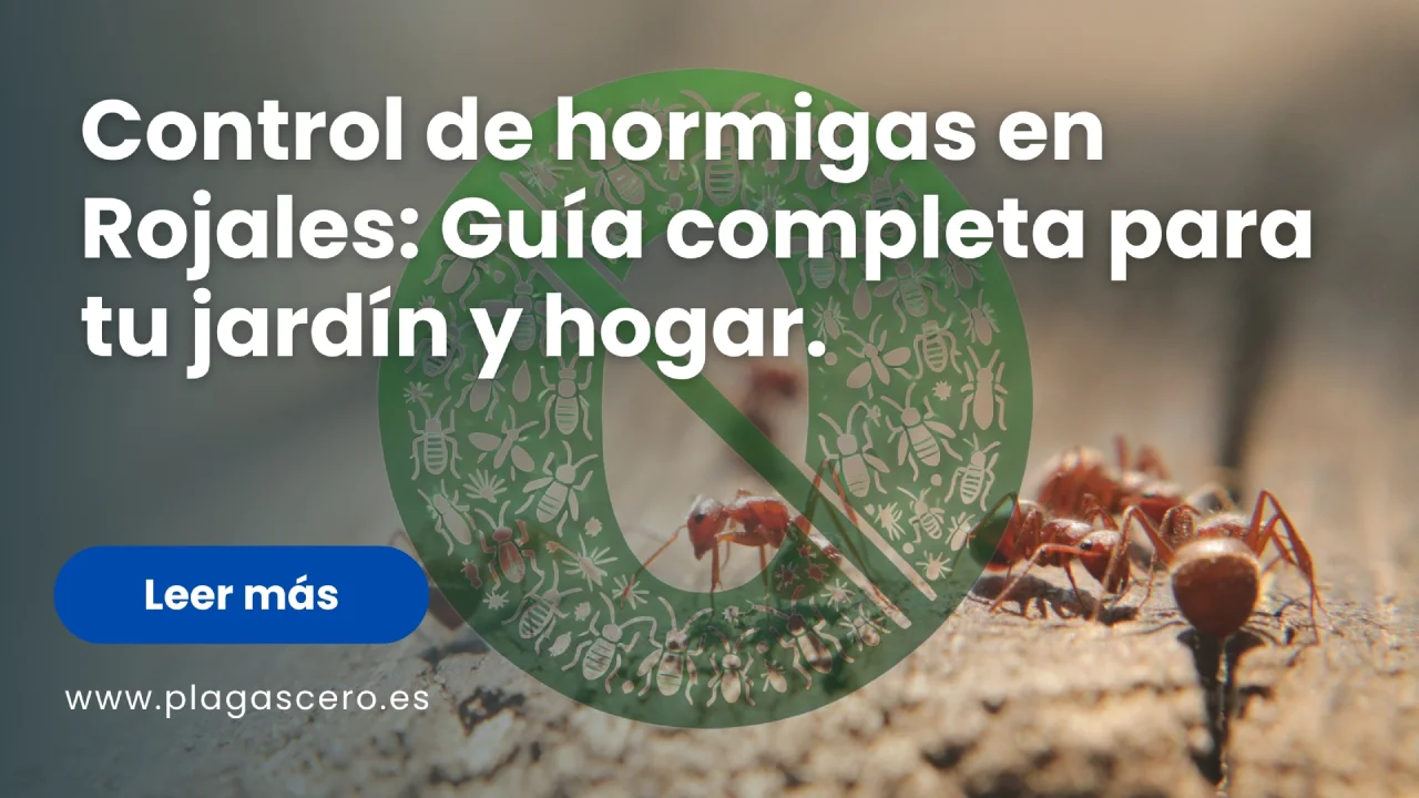 Control de hormigas en Rojales: Guía completa para tu jardín y hogar