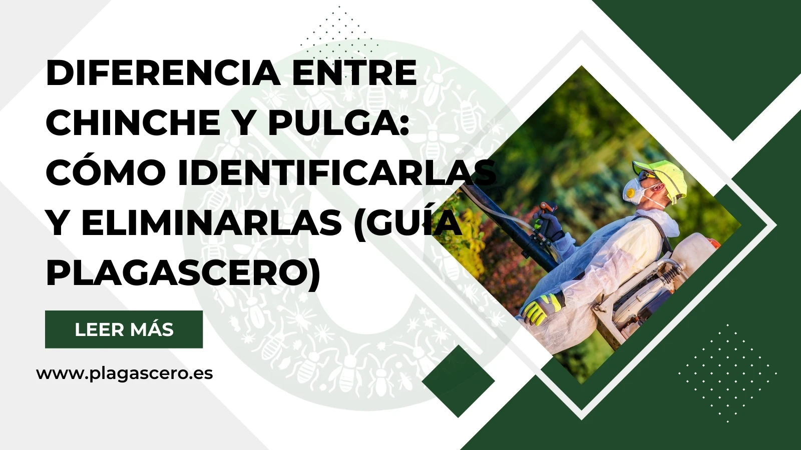 Diferencia entre chinche y pulga: cómo identificarlas y eliminarlas