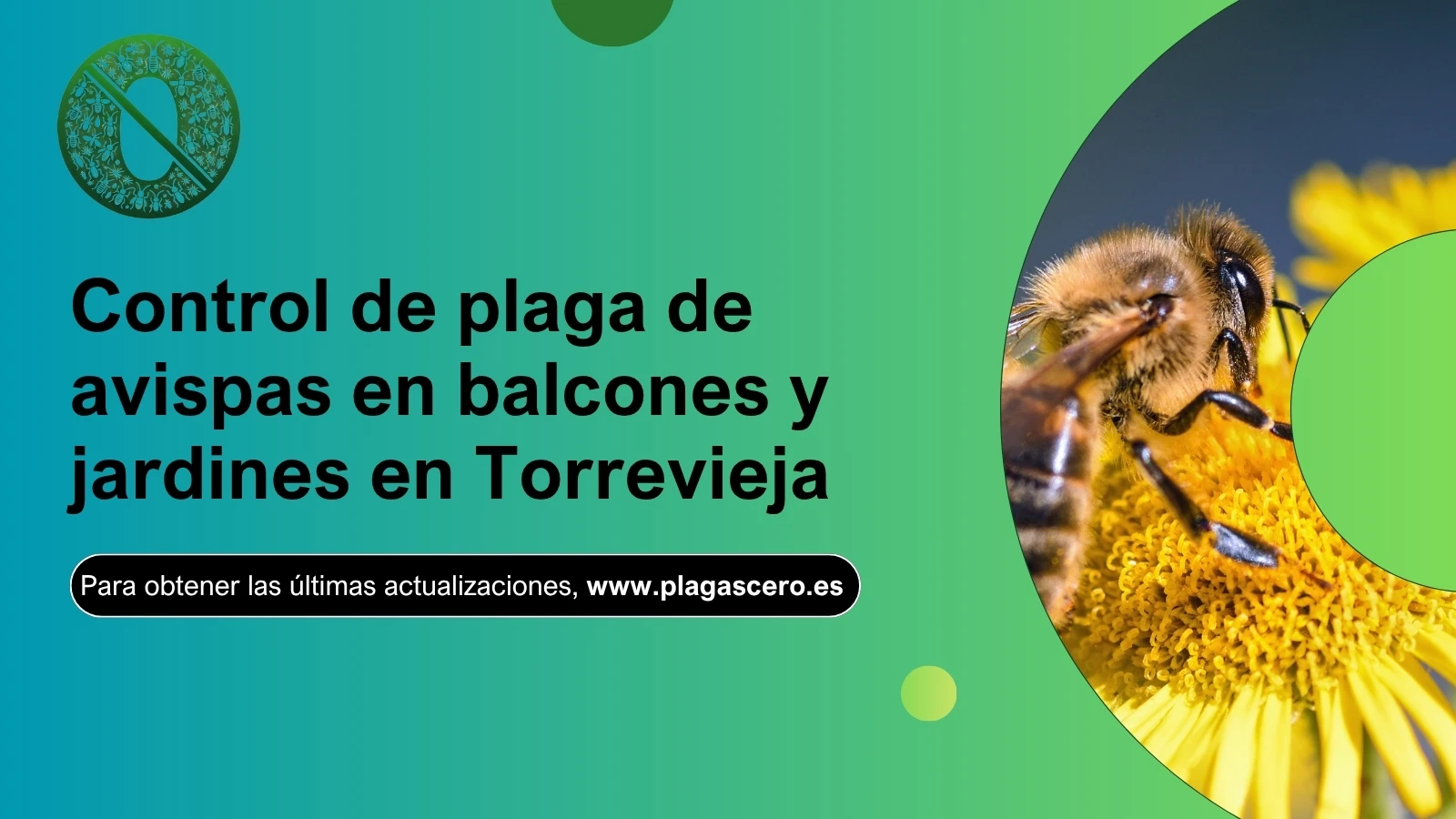 Control de plaga de avispas en balcones y jardines en Torrevieja