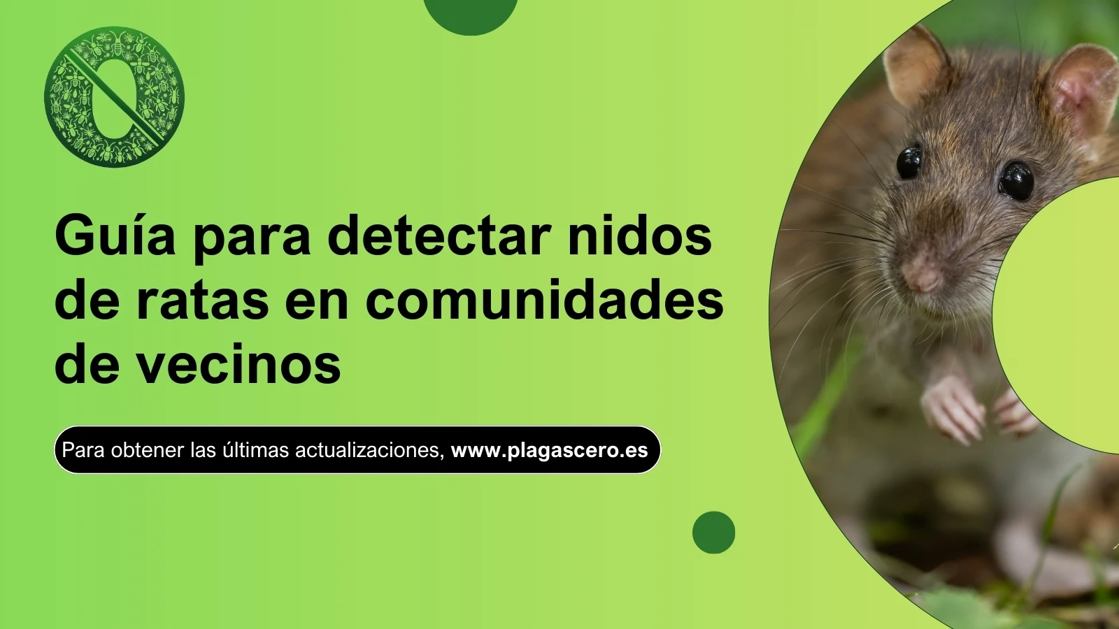 Guía rápida para detectar nidos de ratas en comunidades de vecinos