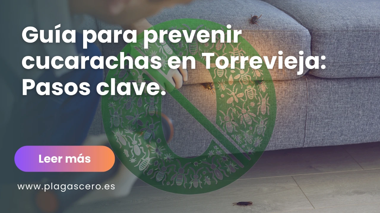 Guía definitiva para prevenir cucarachas en Torrevieja