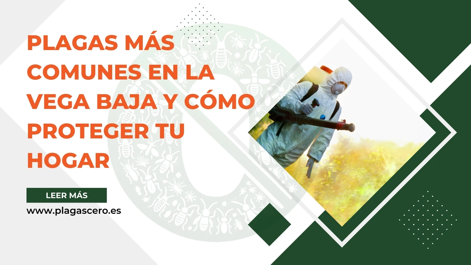 Plagas más comunes en la Vega Baja | Consejos de PlagasCero