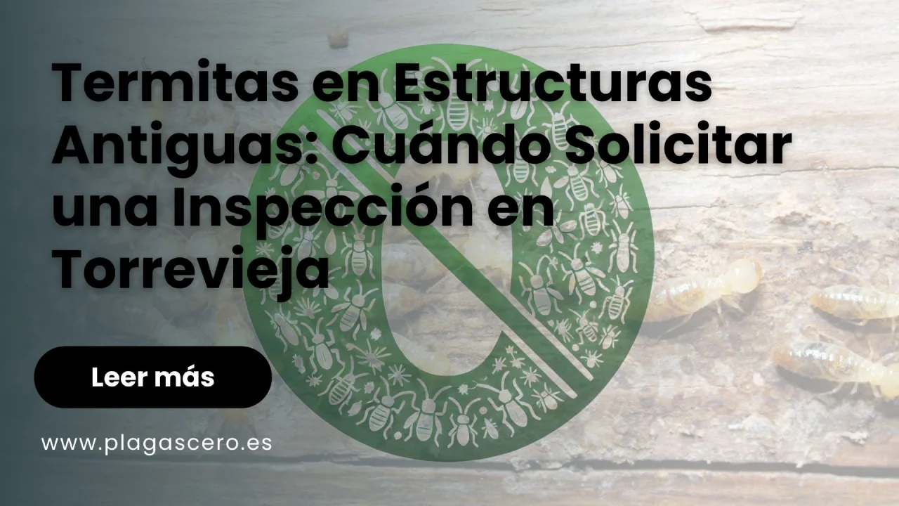 Termitas en Estructuras Antiguas: Cuándo Solicitar una Inspección en Torrevieja