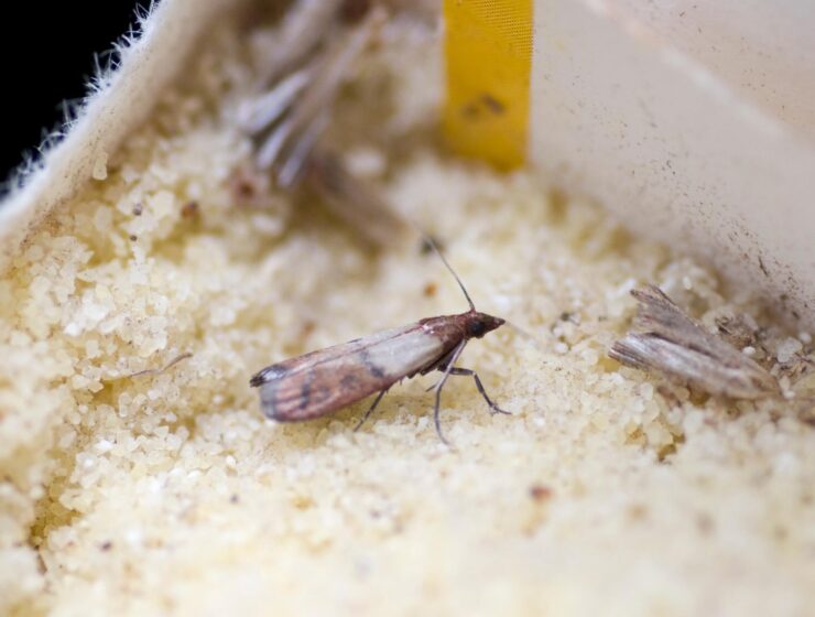 Autres Nuisibles (Insectes et Parasites Divers)