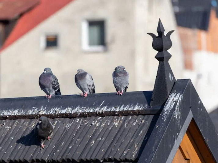 Coudes-de-protection