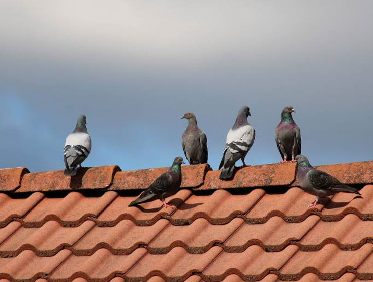 Dépigeonnisation-(Éradication-des-Nuisances-Liées-aux-Pigeons)
