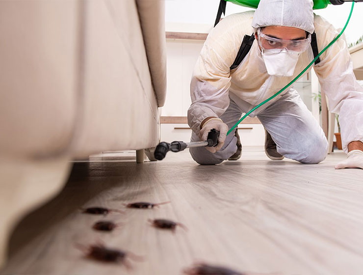 Désinsectisation-(Lutte-contre-les-Insectes)