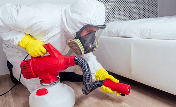 Désinsectisation-à-Montauban--Élimination-professionnelle-des-insectes-nuisibles