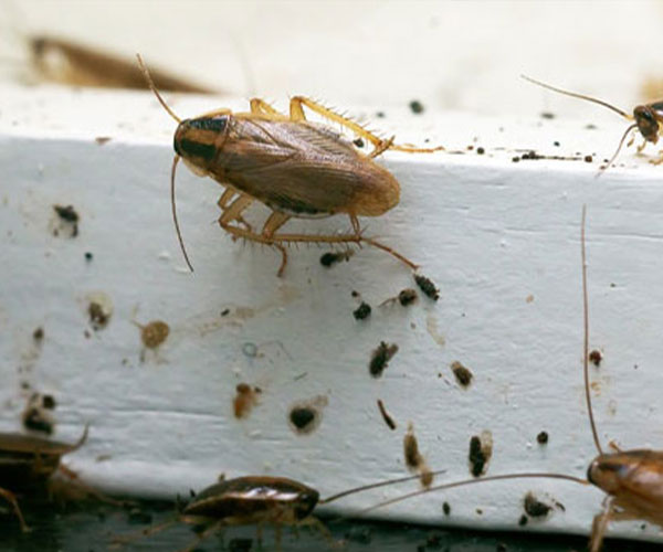 Élimination-professionnelle-des-insectes-nuisibles