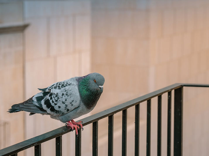 Éloignement-des-pigeons