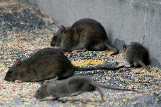 Éradication-ciblée