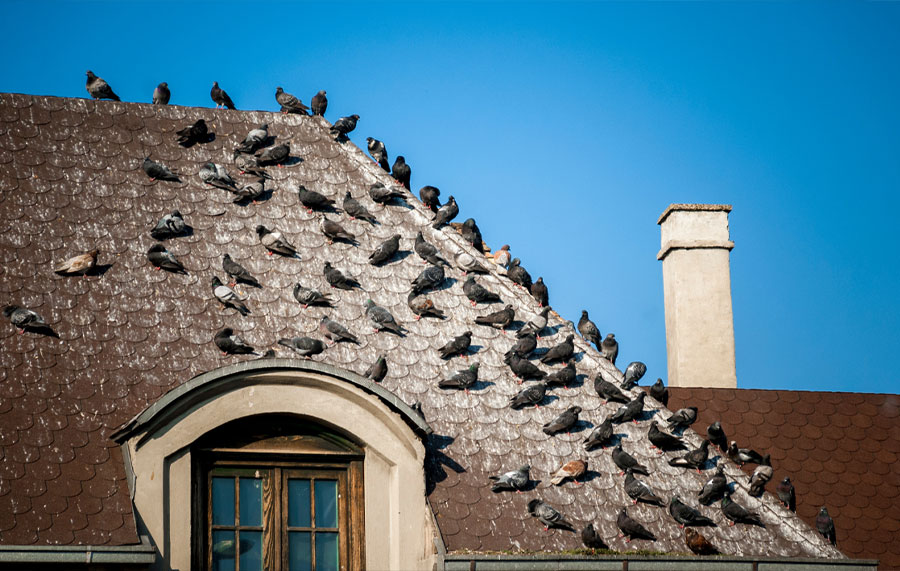 Installation-de-dispositifs-anti-pigeons