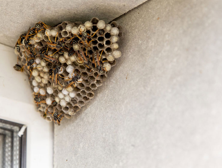 Nids-de-Guêpes-et-Frelons-(Élimination-des-Nids)