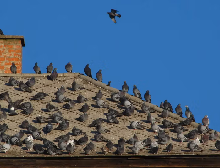 Nids de pigeons Les pigeons construisent souvent leurs nids sur les bâtiments, dans