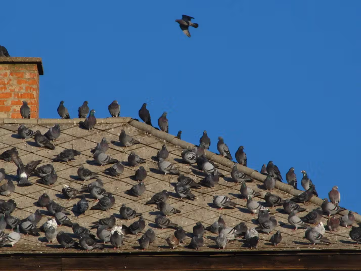 Nids de pigeons Les pigeons construisent souvent leurs nids sur les bâtiments, dans