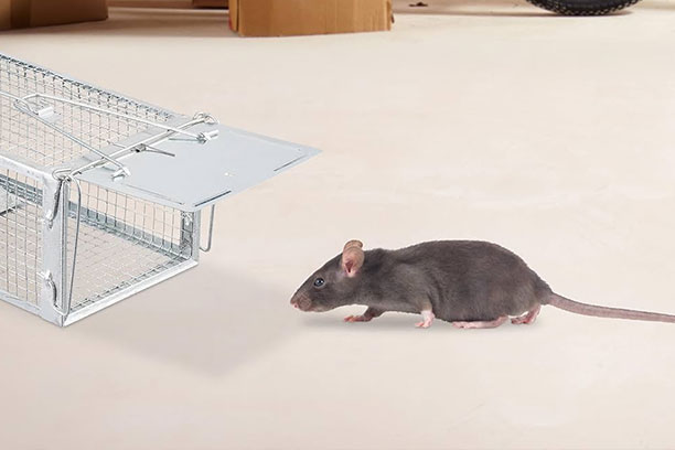 Nullapestis-offre-des-services-de-dératisation-efficaces