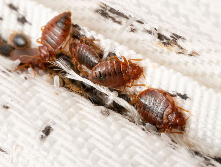 Punaises-de-Lit-(Traitement-des-Infestations)