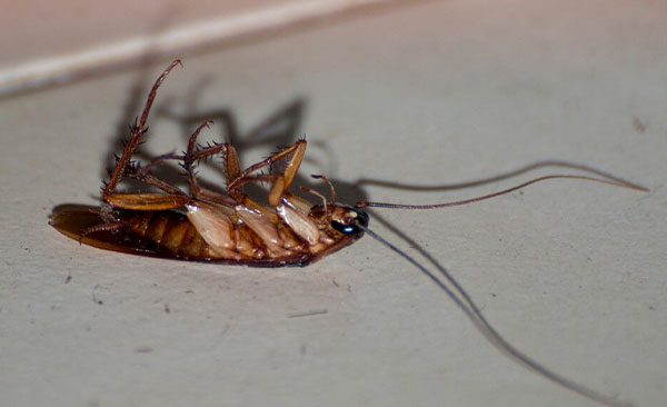 désinsectisation-urgente-7j-7