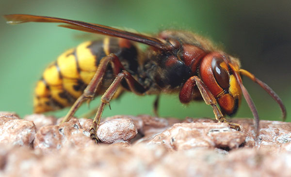 destruction-nid-de-guêpes-Montauban