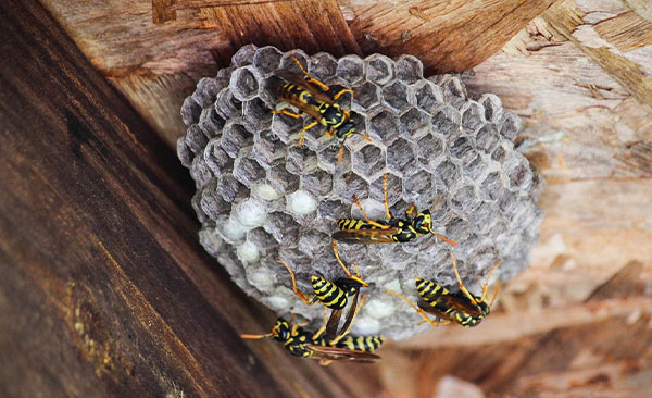 entreprise-anti-guêpes-Montauban