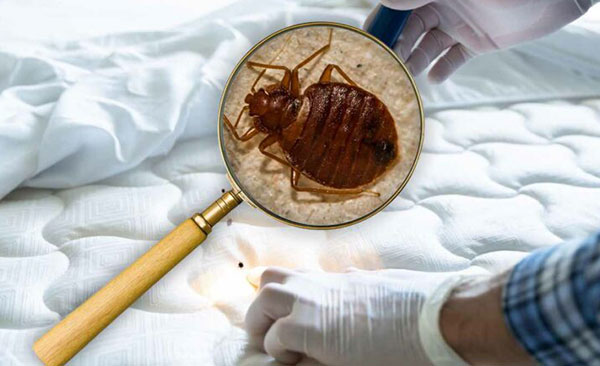 entreprise-certifiée-de-traitement-anti-punaises