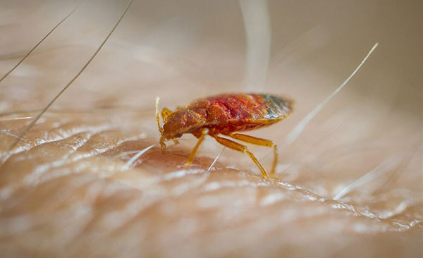 inspection-punaises-de-lit-Montauban