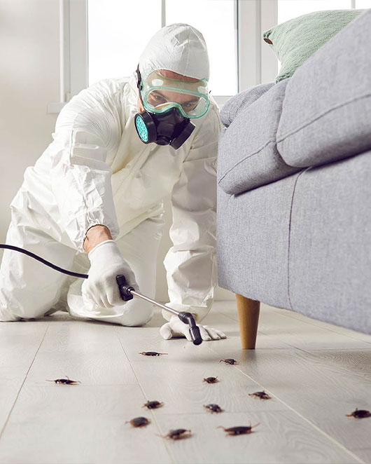 punaises-de-lit-Saint-Nauphary