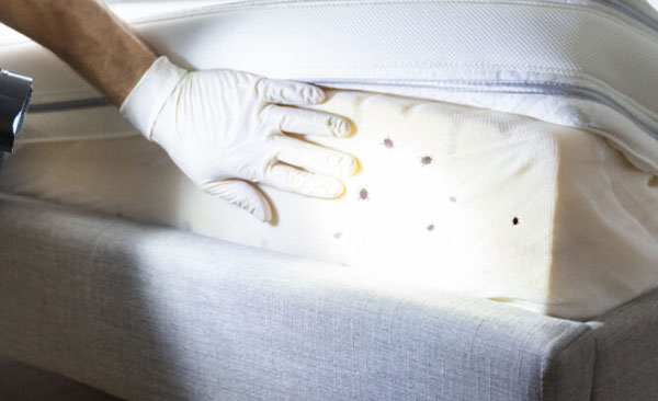 punaises-de-lit-dans-les-hôtels-et-logements-collectifs