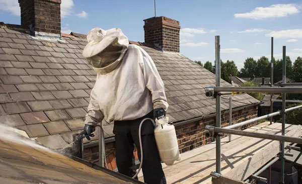 suppression-nid-de-guêpes-professionnel