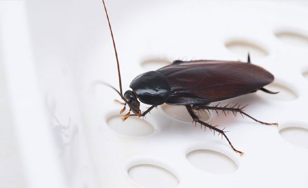 traitement-thermique-punaises-de-lit-1