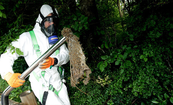 Contrôle-des-Chenilles-Processionnaires-5