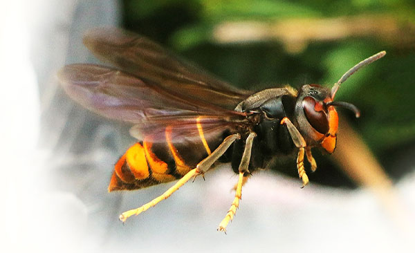 Contrôle-des-Frelons-Asiatique-1