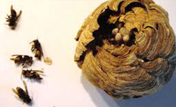 Contrôle-des-Frelons-Asiatique-2