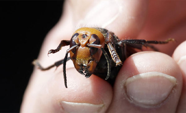 Contrôle-des-Frelons-Asiatique-4