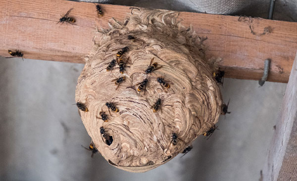 Contrôle-des-Frelons-Asiatique-5