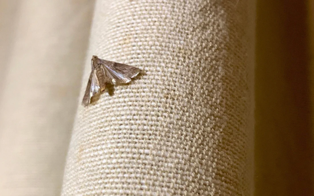 Contrôle des Mites Textiles