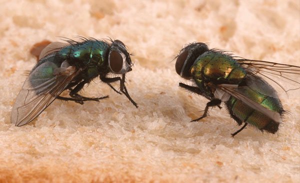 Désinsectisation-mouches-1