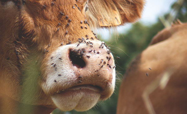 Désinsectisation-mouches-2