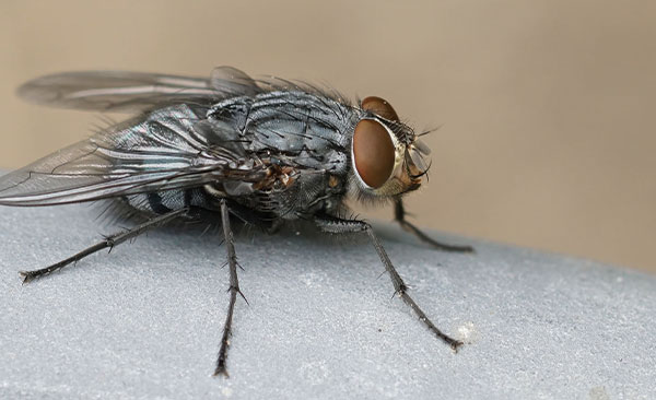 Désinsectisation-mouches-3