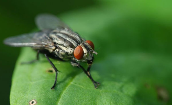 Désinsectisation-mouches-5