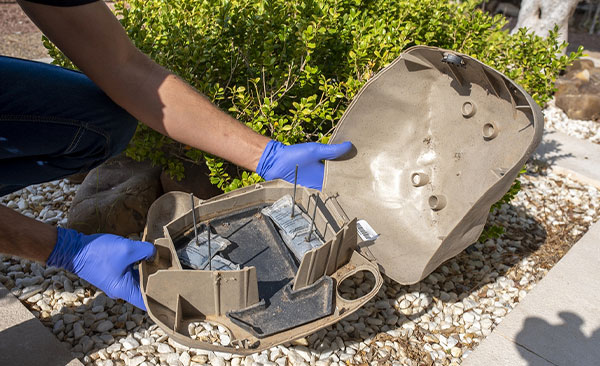 Élimination-des-mulots-à-Montauban-4