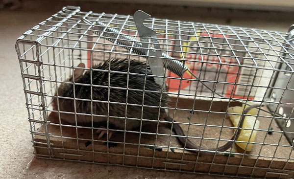 Élimination-des-mulots-à-Montauban-5