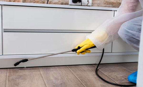 Éradication-des-fourmis-et-solutions-durables-1