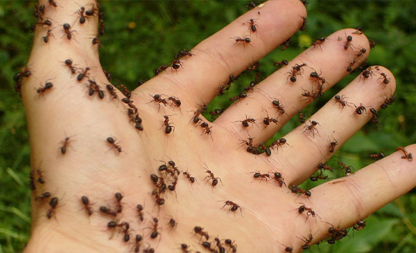 Éradication-des-fourmis-et-solutions-durables-2