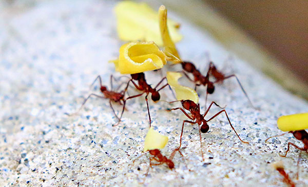 Éradication-des-fourmis-et-solutions-durables-33